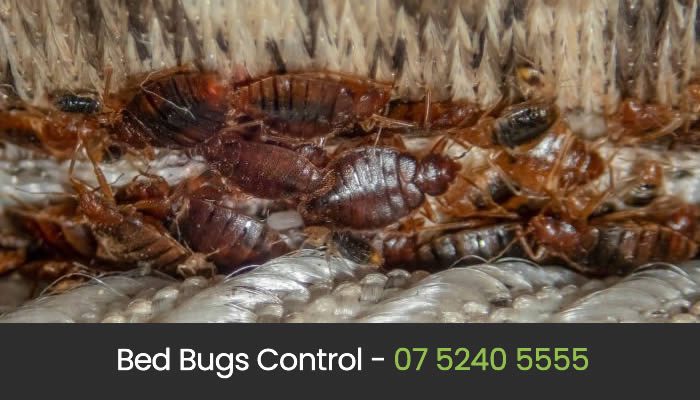 Bed Bugs Control Gold Coast