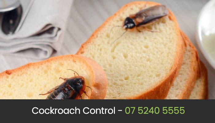 Cockroach Control Gold Coast