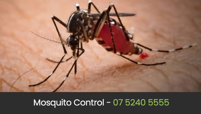 Mosquito Control Gold Coast
