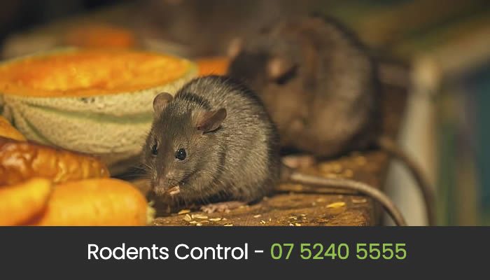 Rat & Rodent Treatment