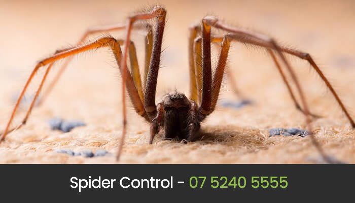 Spider Control Gold Coast
