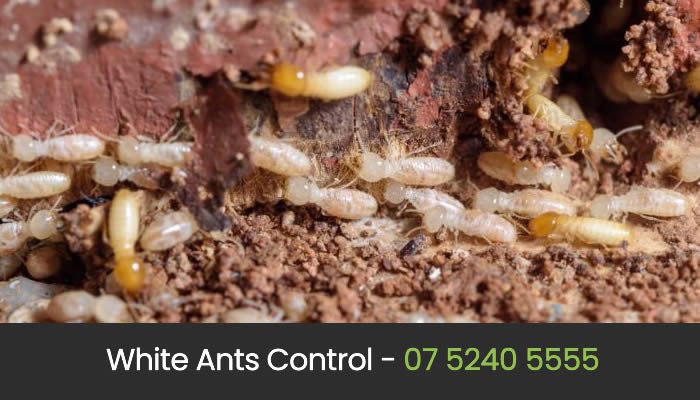 White Ant Control Gold Coast