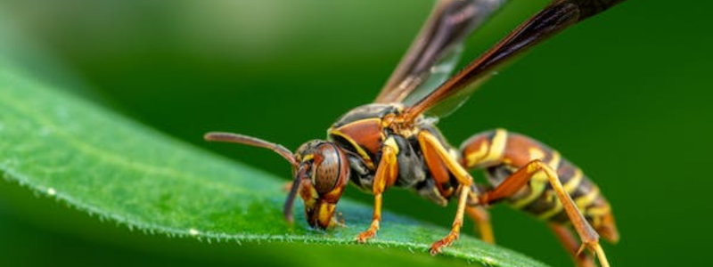 How to Control / Prevent Wasps